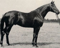 stallion Obermaat xx (Thoroughbred, 1954, from Goody xx)