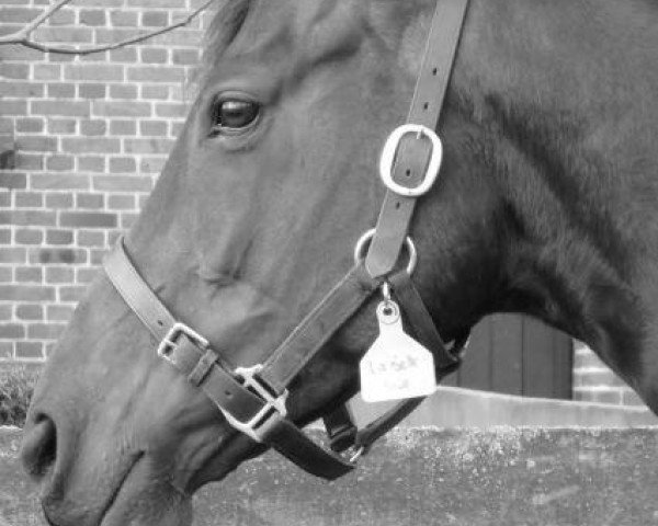 broodmare La Belle Blue xx (Thoroughbred, 2002, from Law Society xx)