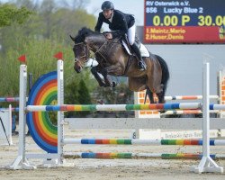 jumper Lucky Blue 2 (anglo european sporthorse, 2016, from Zeppe Blue)