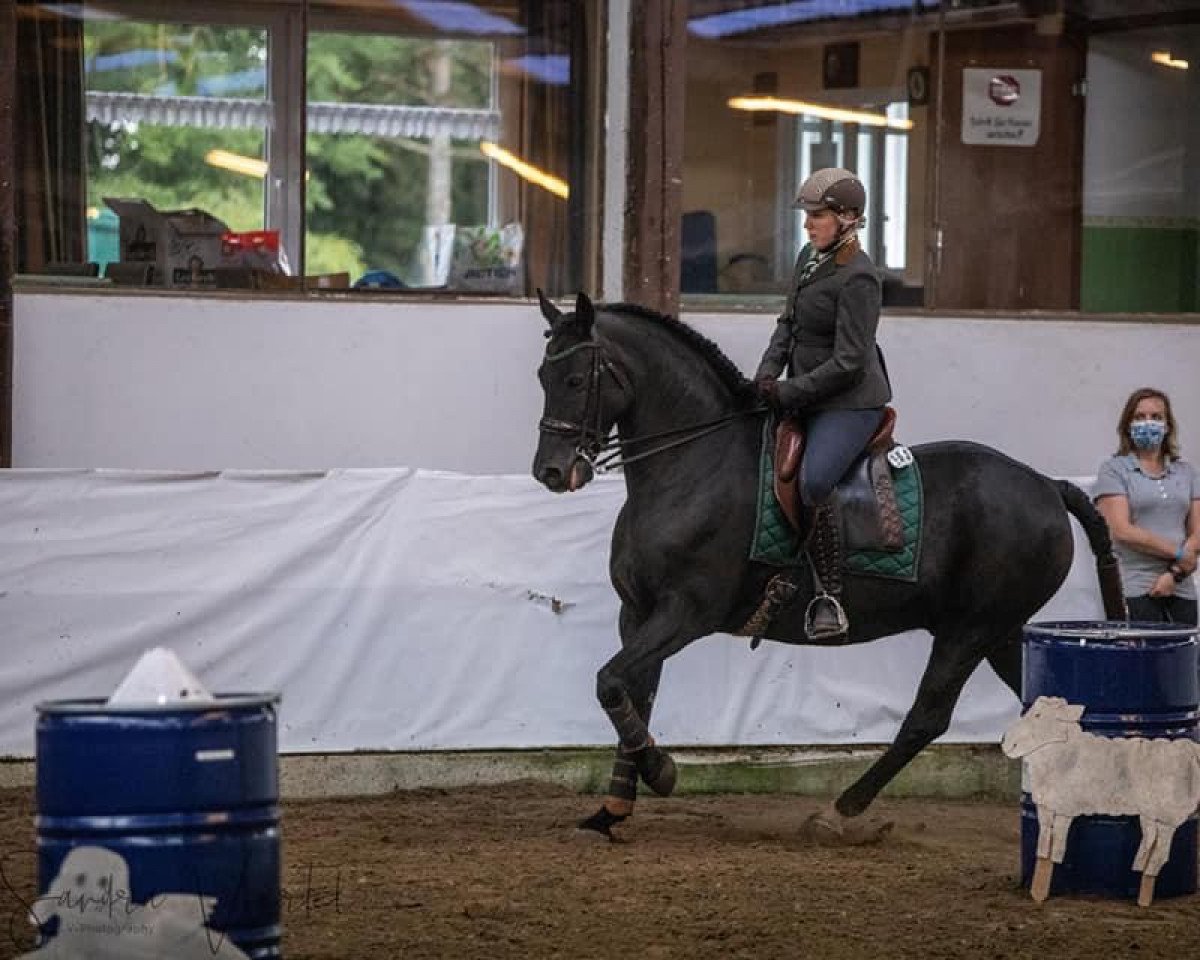 jumper Strathies Aslan (Welsh Partbred, 2011, from Galileo)
