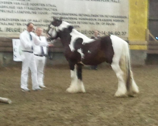 Deckhengst Dax 1010318 (Tinker / Irish Cob / Gypsy Vanner, 2010, von Indezz 08100121)