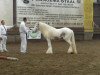 Pferd Vines Floyd (Tinker / Irish Cob / Gypsy Vanner, 2010, von Vines Lloyds 201310044)