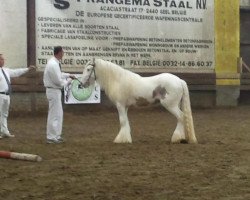 Pferd Vines Floyd (Tinker / Irish Cob / Gypsy Vanner, 2010, von Vines Lloyds 201310044)