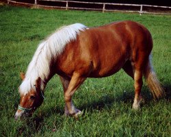 broodmare Haifa H 527 (Haflinger, 1980, from Stajo)