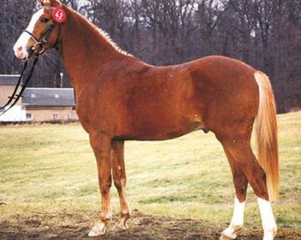 stallion Spencer (German Riding Pony, 1991)