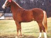 stallion Spencer (German Riding Pony, 1991)