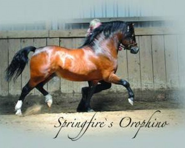 stallion Springfire's Orophino (Welsh mountain pony (SEK.A), 2007, from Riedeland's Orpheus)