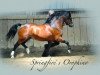 stallion Springfire's Orophino (Welsh mountain pony (SEK.A), 2007, from Riedeland's Orpheus)