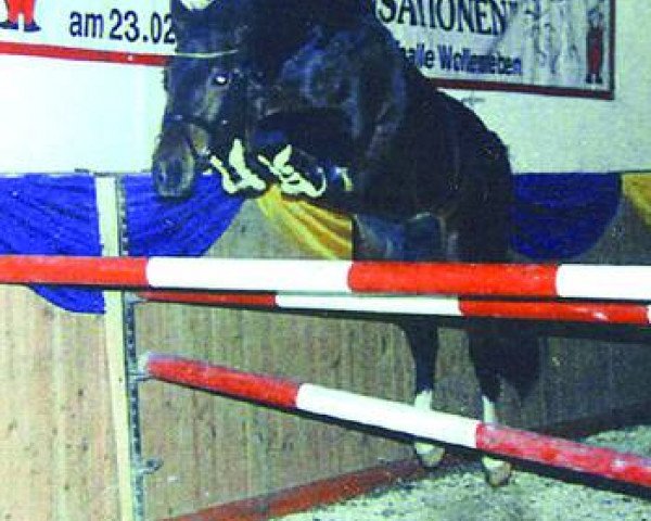 stallion Top Douglas (German Riding Pony, 1990, from Duktus)
