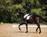 dressage horse Donna Roberta 3 (Hanoverian, 2016, from Don Index)