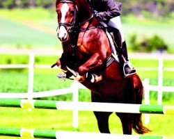 stallion Topolino (German Riding Pony, 2007, from Traumprinz)