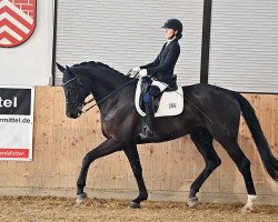 dressage horse Schampus 45 (Hanoverian, 2013, from Surprice)