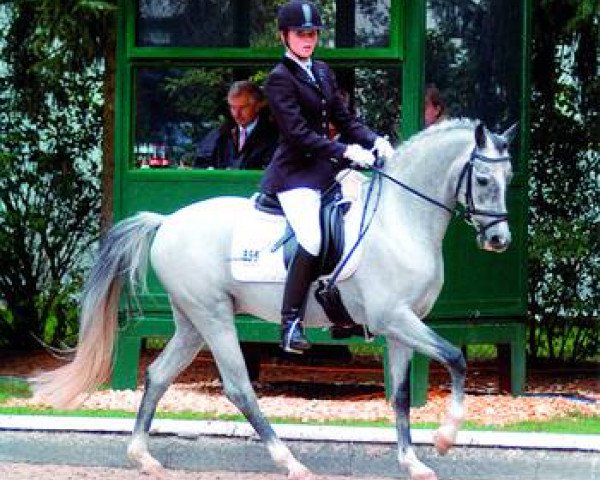 stallion Voltaire (German Riding Pony, 2004, from Viorello)