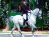 stallion Voltaire (German Riding Pony, 2004, from Viorello)