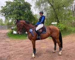 jumper Forsyth's Chrome (Hanoverian, 2016, from Forsyth)