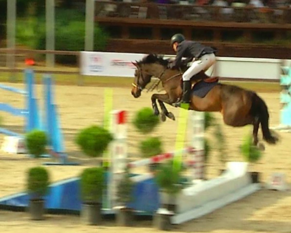 Springpferd Cassius Clay (KWPN (Niederländisches Warmblut), 2007, von Guccio)