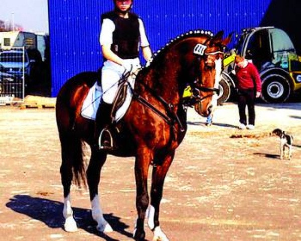 stallion Walou (German Riding Pony, 1993, from Winner W)