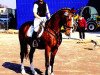stallion Walou (German Riding Pony, 1993, from Winner W)