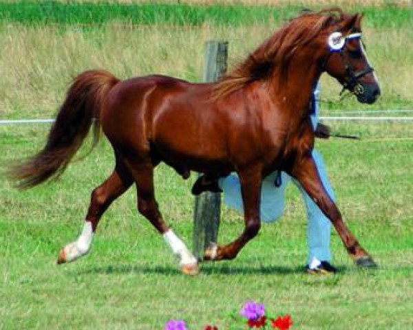 stallion York von Rock Grey (Welsh-Pony (Section B), 1989, from Dove Vernal)