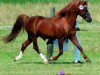 Deckhengst York von Rock Grey (Welsh Pony (Sek.B), 1989, von Dove Vernal)