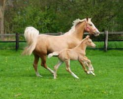 dressage horse Hot Stuff 6 (German Riding Pony, 2013, from Hot Cream 3)