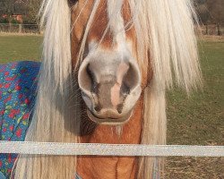 Pferd Friso (Haflinger, 2002, von Hetzer fan t Lombock)