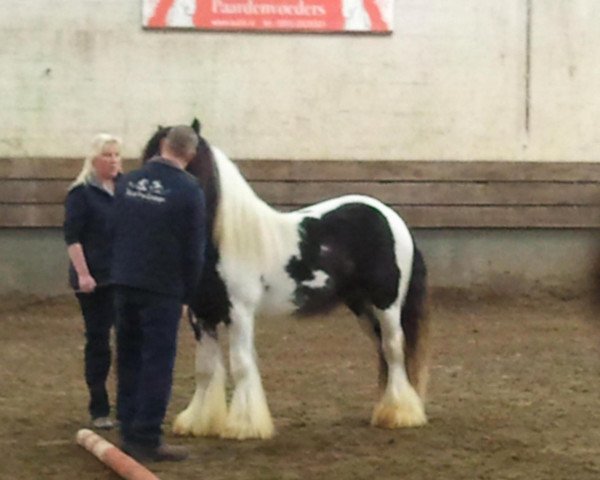 stallion Fortune's Pride (Tinker / Irish Cob / Gypsy Vanner, 2010, from Fortune Colt NR)