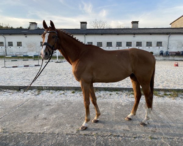 jumper Labrasco (German Sport Horse, 2009, from Limasol)
