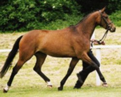 broodmare Painter's Moon (Trakehner, 1999, from Painter's Row xx)