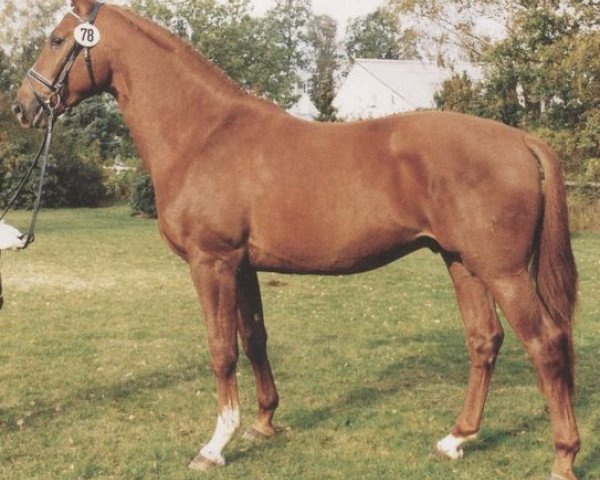 stallion Fleetwood (Hanoverian, 1989, from Watzmann)