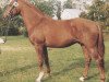 stallion Fleetwood (Hanoverian, 1989, from Watzmann)