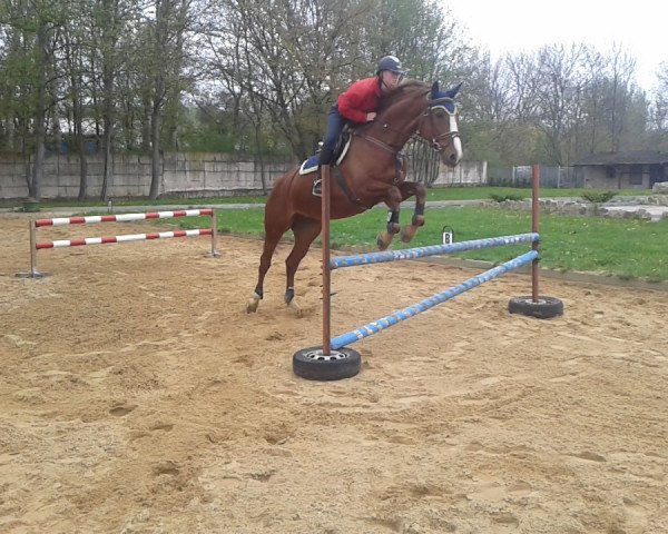 jumper Elenor R (German Sport Horse, 2004, from Batum)