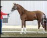 dressage horse Byredo (Hanoverian, 2018, from Callaho's Benicio)