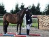 dressage horse Jerome 89 (German Riding Pony, 1999, from Moraco)