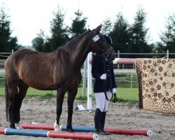 dressage horse Jerome 89 (German Riding Pony, 1999, from Moraco)