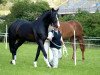 jumper Douglas 245 (German Sport Horse, 2008, from Dambach)