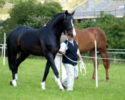 jumper Douglas 245 (German Sport Horse, 2008, from Dambach)