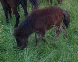 horse Jasmin (Dt.Part-bred Shetland pony, 2012, from Fabian)