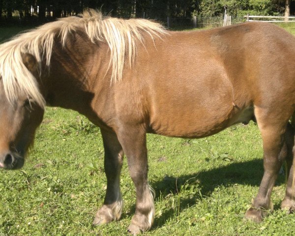 horse Robin (Dt.Part-bred Shetland pony, 2010, from Farbenfrohs Ruby)