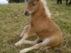 Springpferd Rusty (Dt.Part-bred Shetland Pony, 2011, von Farbenfrohs Ruby)