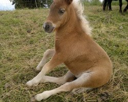 jumper Rusty (Dt.Part-bred Shetland pony, 2011, from Farbenfrohs Ruby)