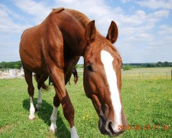 horse Piklubiano (Westphalian, 2007, from Priano)