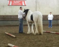 Deckhengst Janesho Snorremans van Germania (Tinker / Irish Cob / Gypsy Vanner, 2010, von Lexx van Tinkerstal Foubert 0710951)