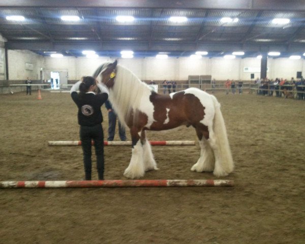 stallion Toffee van de Langendijk (Tinker / Irish Cob / Gypsy Vanner, 2009)