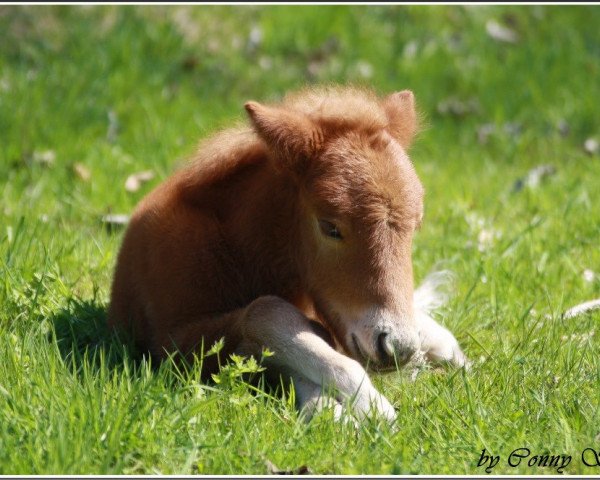 Pferd Ibou aus dem Wendland (Shetland Pony, 2013, von Inspektor vom Fasanenweg)
