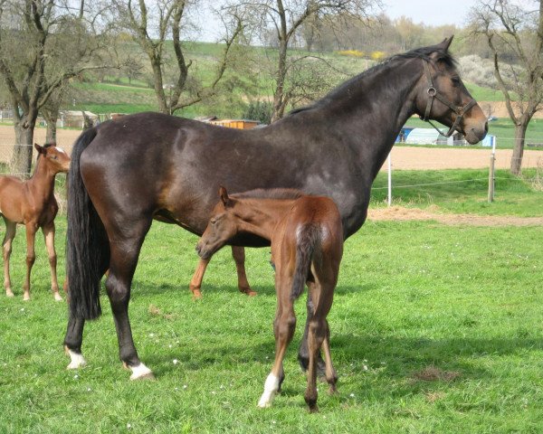 broodmare Kosma Shiva I (Holsteiner, 1995, from Coronado I)