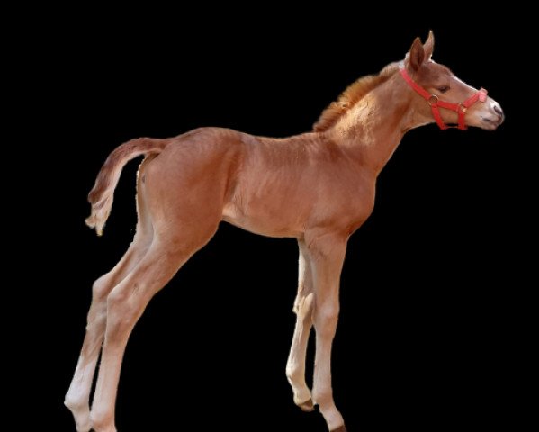 Dressurpferd Soleil Royal JM (Koninklijk Warmbloed Paardenstamboek Nederland (KWPN), 2022, von Fidelity)