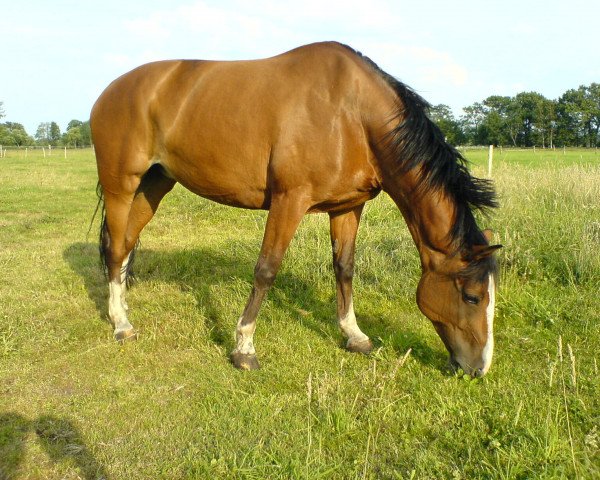 horse Cheyenne (Hanoverian, 1995, from Colambo)