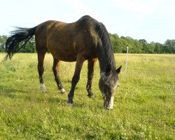 broodmare Why Not 44 (Hanoverian, 1975, from Waterloo)