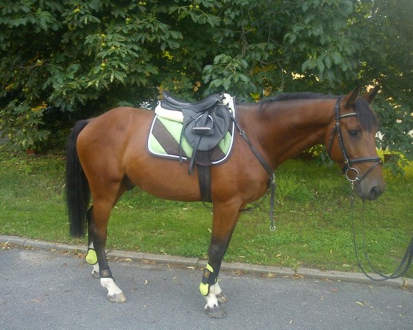 jumper Compagniero (Oldenburg show jumper, 2008, from C-Trenton Z)